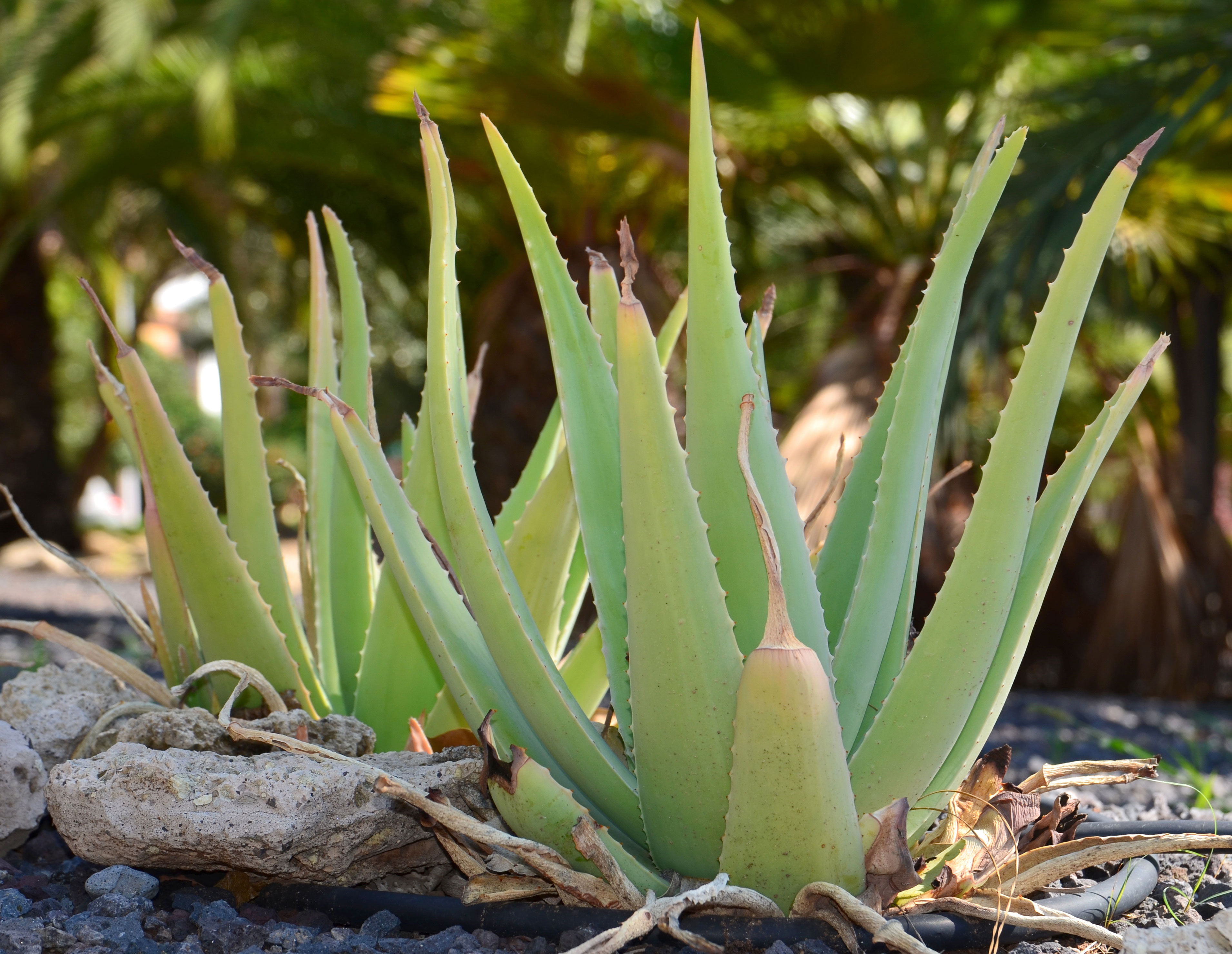 Aloe vera-Pflanze
