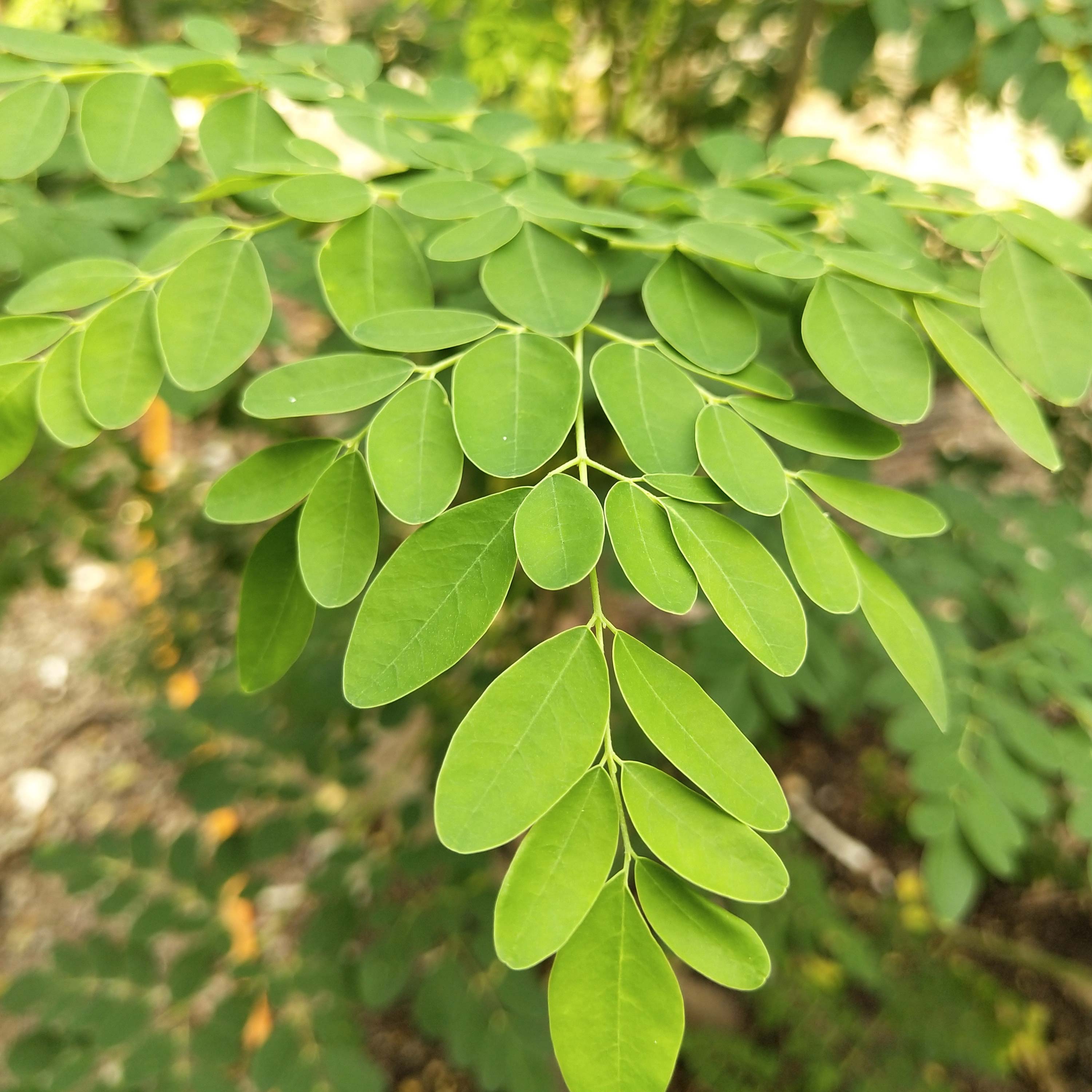 Moringa oleifera in der Natur
