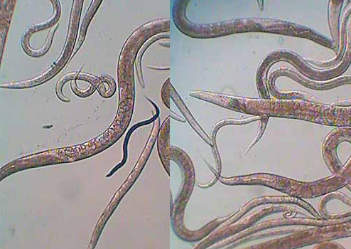 Mikrowürmer