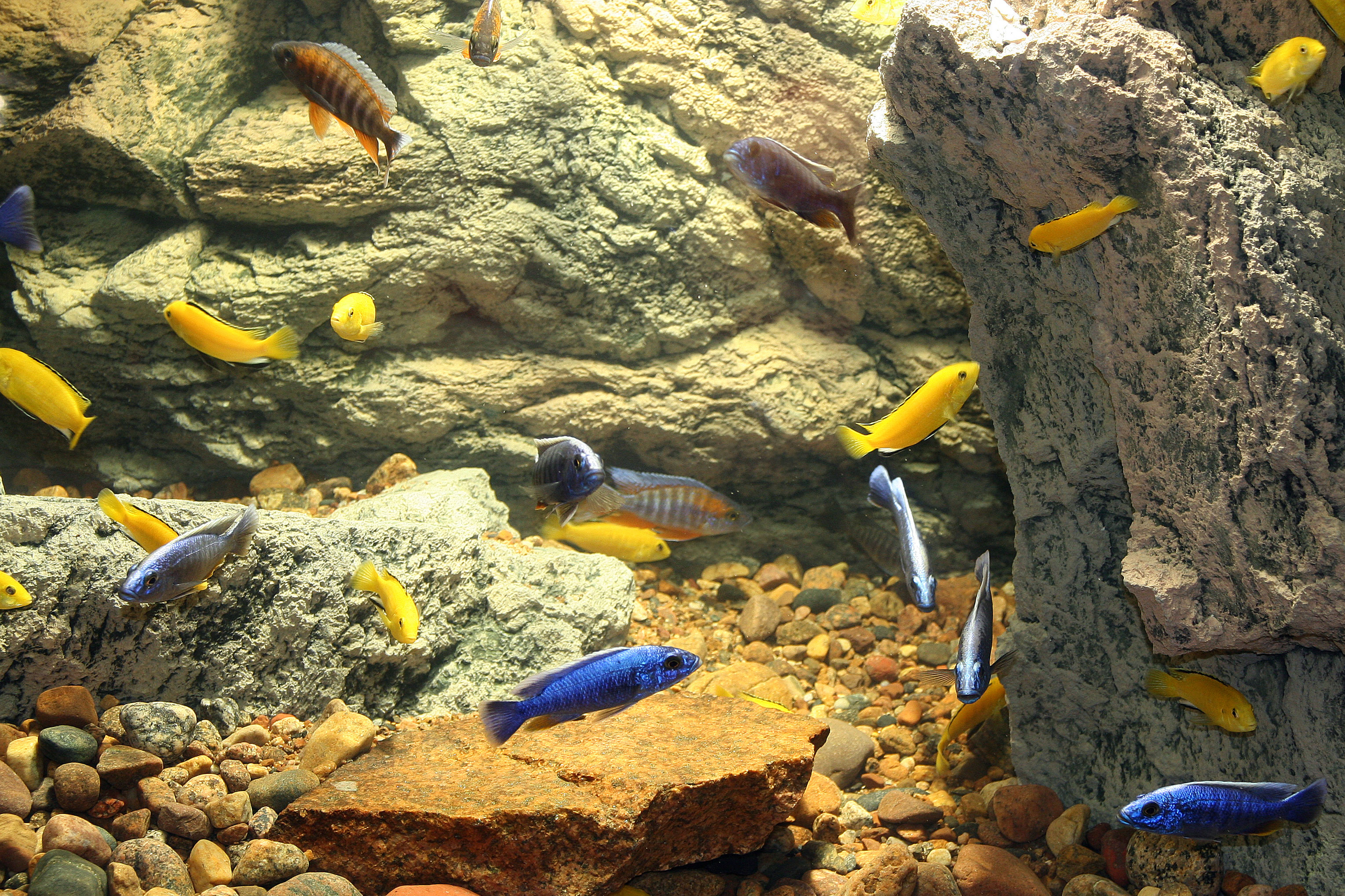 Malawi-Aquarium