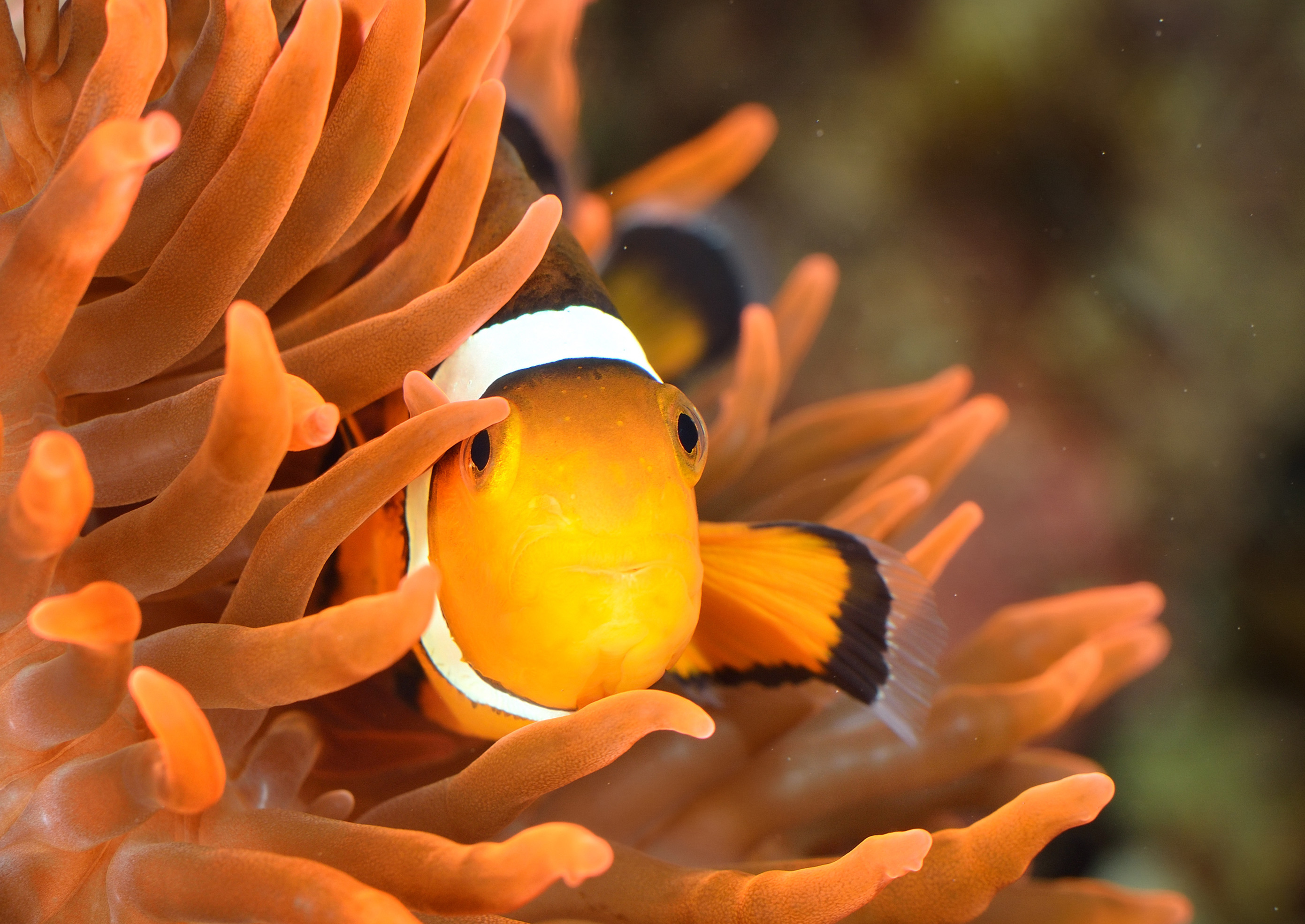 Clownfisch in Anemone
