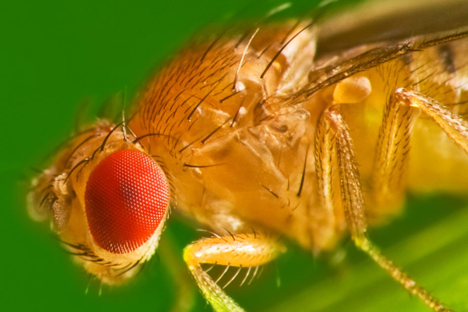 Drosophila melanogaster Portrait