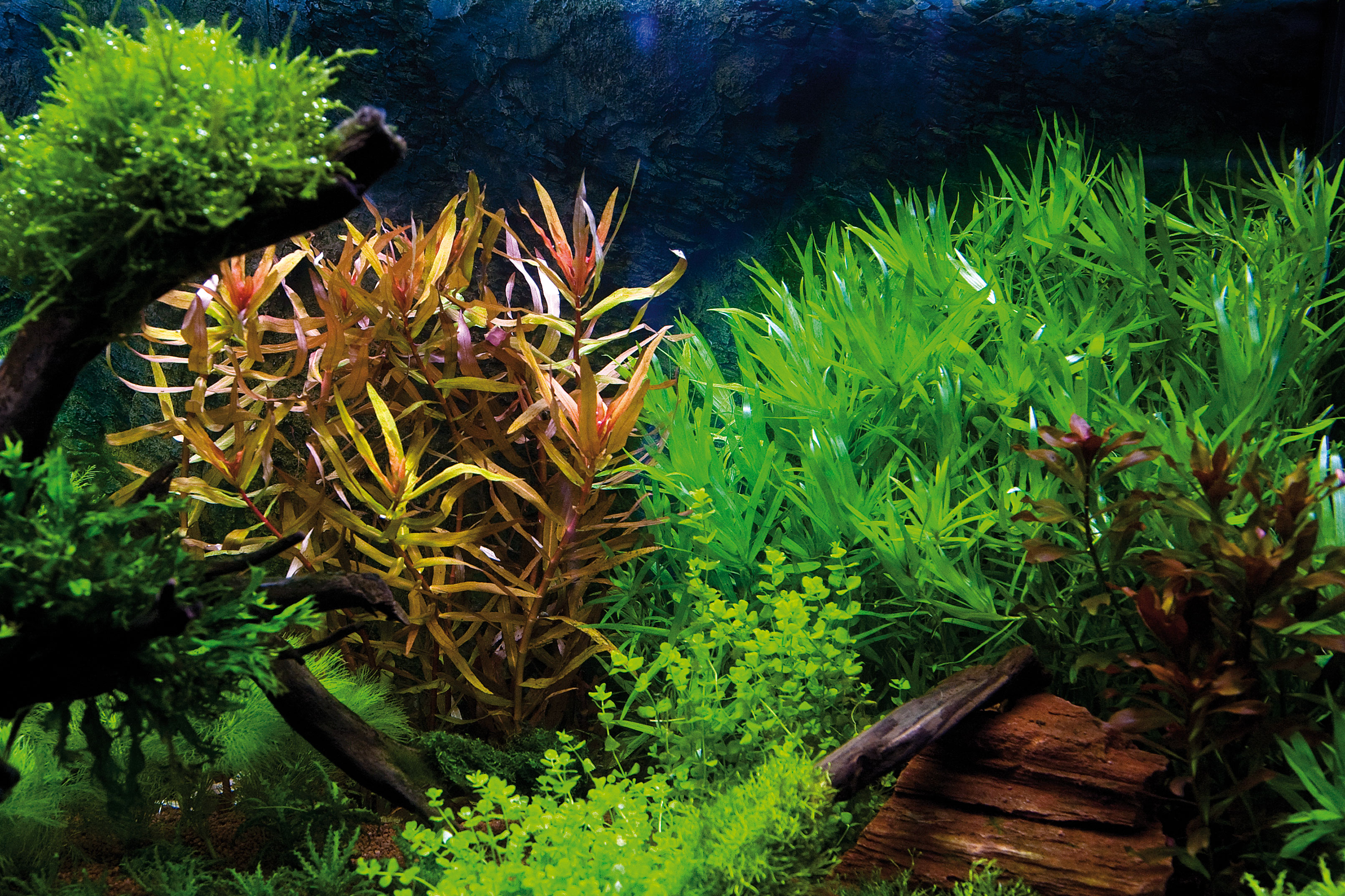 Aquarium mit Nessaea und H. zosterifolia