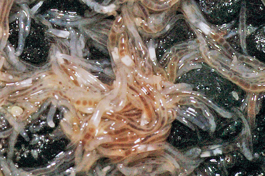 Grindal-Würmer Detailaufnahme