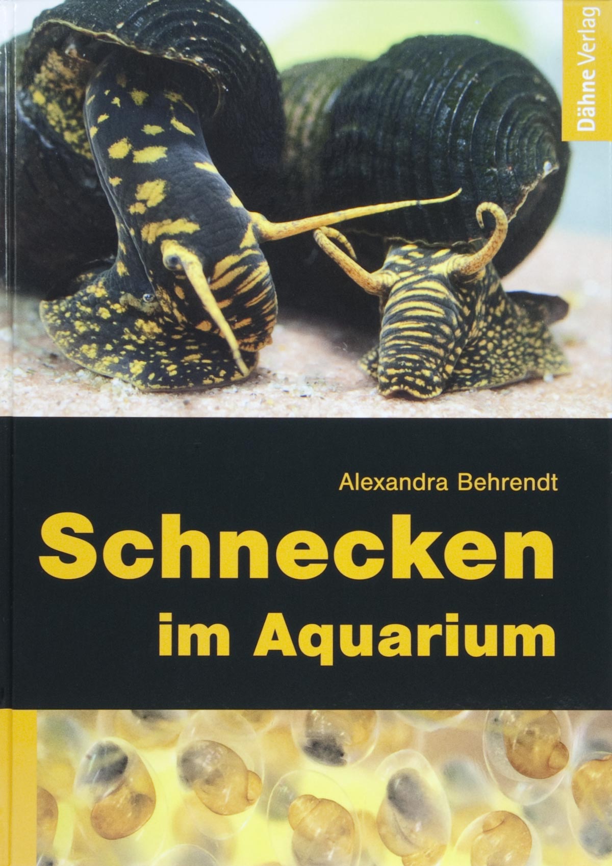 Schnecken im Aquarium / Alexandra Behrendt